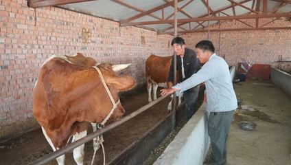 哈巴河 振興鄉(xiāng)村'牛'經(jīng)濟(jì) 奶牛養(yǎng)出好'錢'景